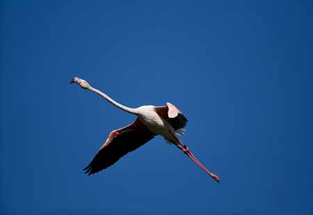 L2550_flamingo_im_flug