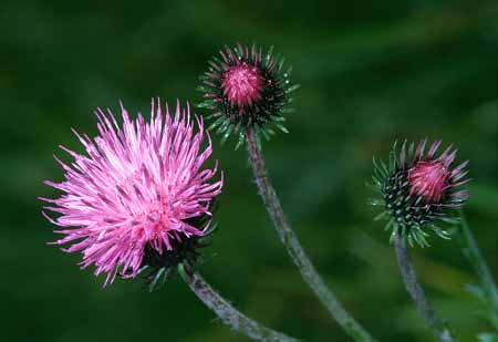 L2586_distel