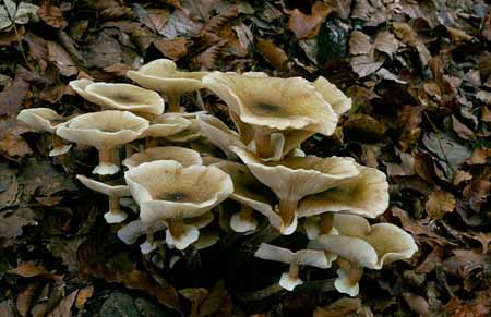 L2594_pilze