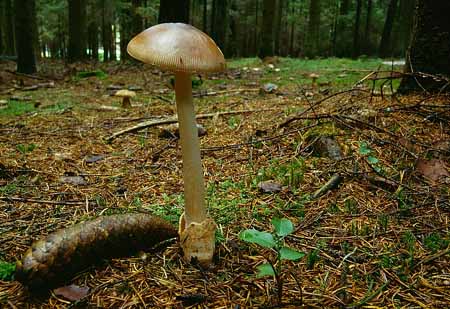 L2600_pilz_u_zapfen