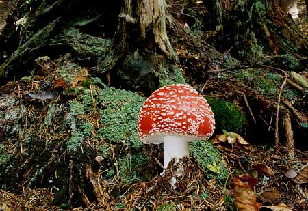 L2601_fliegenpilz
