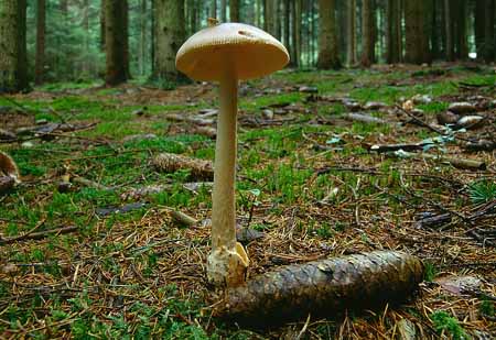 L2602_pilz_m_fliege