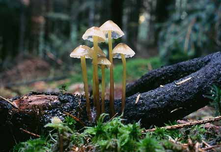 L2604_pilze_an_ast