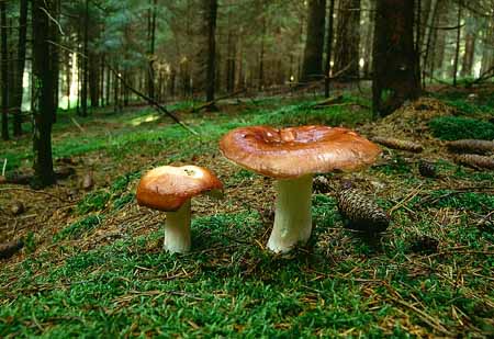 L2606_pilze