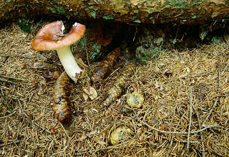 L2607_pilz