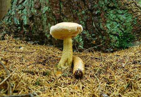 L2609_pilz_vor_baum