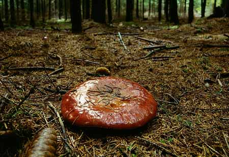 L2611_pilz_pizza