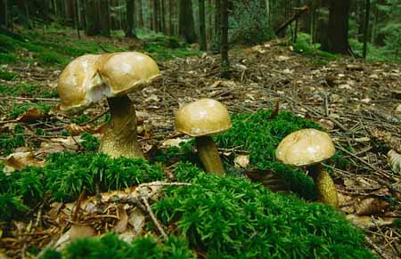 L2618_pilze_3