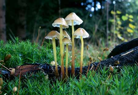 L2624_pilze_auf_ast
