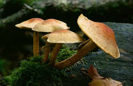L2626_pilze_belgien