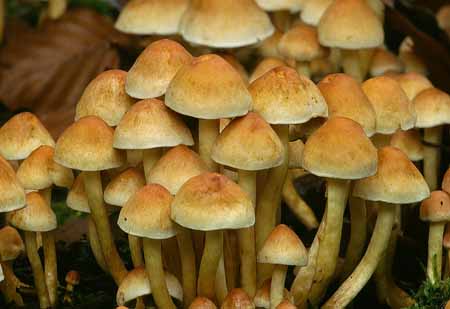 L2630_pilze