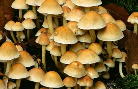 L2633_pilze