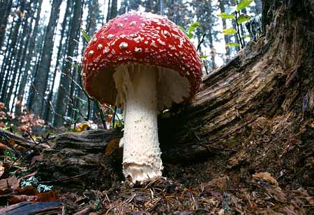 L2634_fliegenpilz