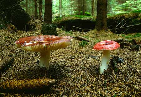 L2639_pilze_2