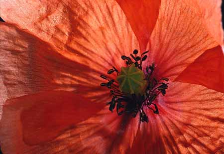 L2662_mohnblume