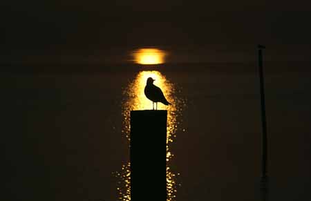 L2669_moewe_im_abendlicht