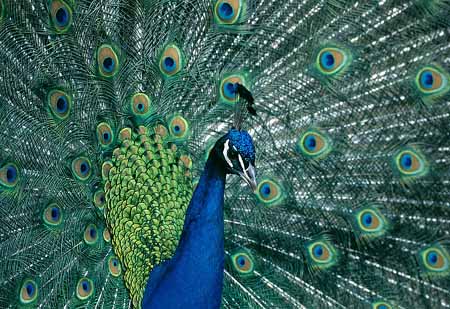 L2693_pfau