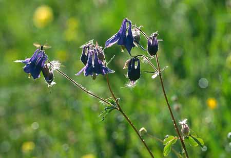 L2736_wiesenblumen