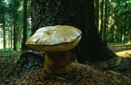 L2772_pilz