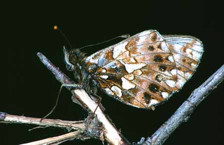 L2776_falter