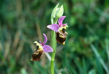 L2781_orchidee_5