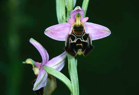 L2786_orchidee_10