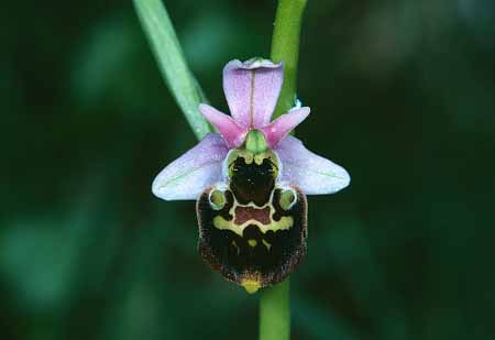 L2787_orchidee_11