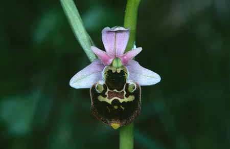 L2791_orchidee_15