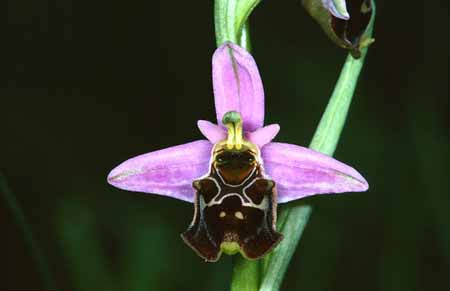 L2796_orchidee_19