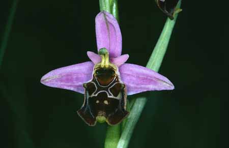 L2798_orchidee_21