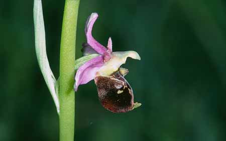 L2810_orchidee_29
