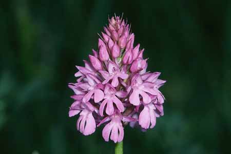 L2811_orchidee_30