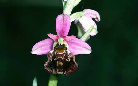 L2812_orchidee_31