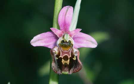 L2813_orchidee_32