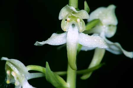 L2816_orchidee_35