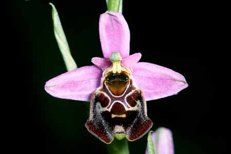 L2824_orchidee_43