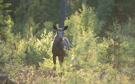 L2833_elch_im_abendlicht