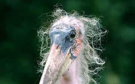 L2834_marabu