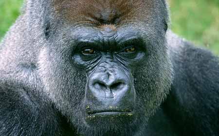 L2836_gorilla