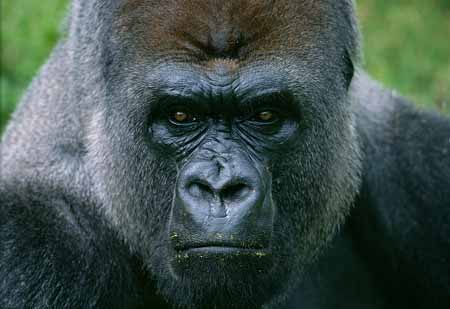 L2845_gorilla