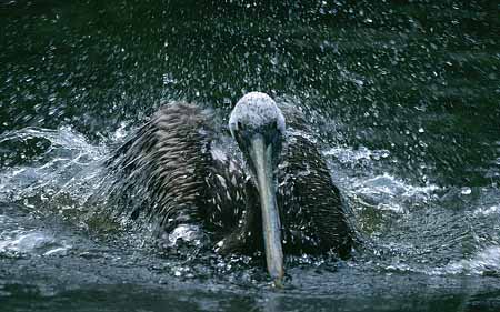 L2854_pelikan_badet