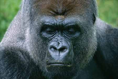 L2866_gorilla