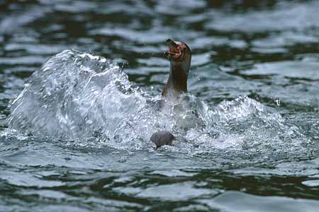 L2870_pinguin_nah