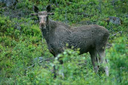 L2891_elch