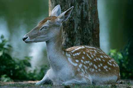 L2893_rehwild