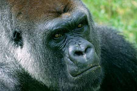 L2904_gorilla