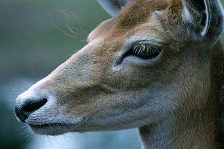 L2905_hirsch_portrait
