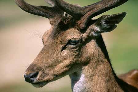 L2907_hirsch_portrait