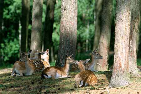 L2971_rehe_im_wald