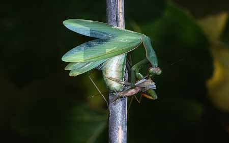 L3038_gottesanbeterin_frisst_maenn_w_paarung
